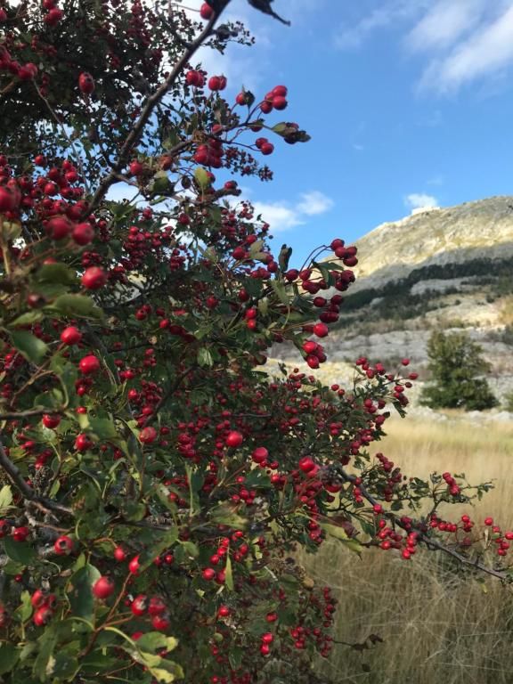 Дома для отпуска Lovcen Holiday Home Цетине